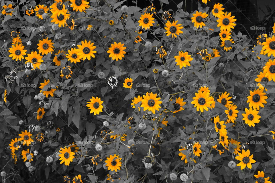 I love these flowers