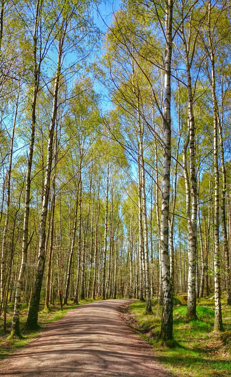 Trees in forest