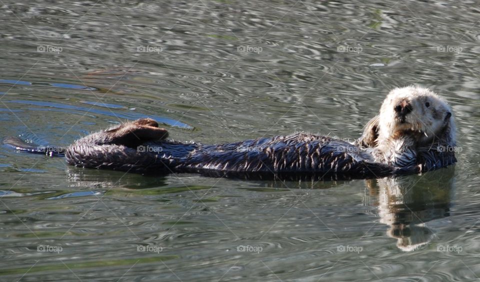 Sea otter