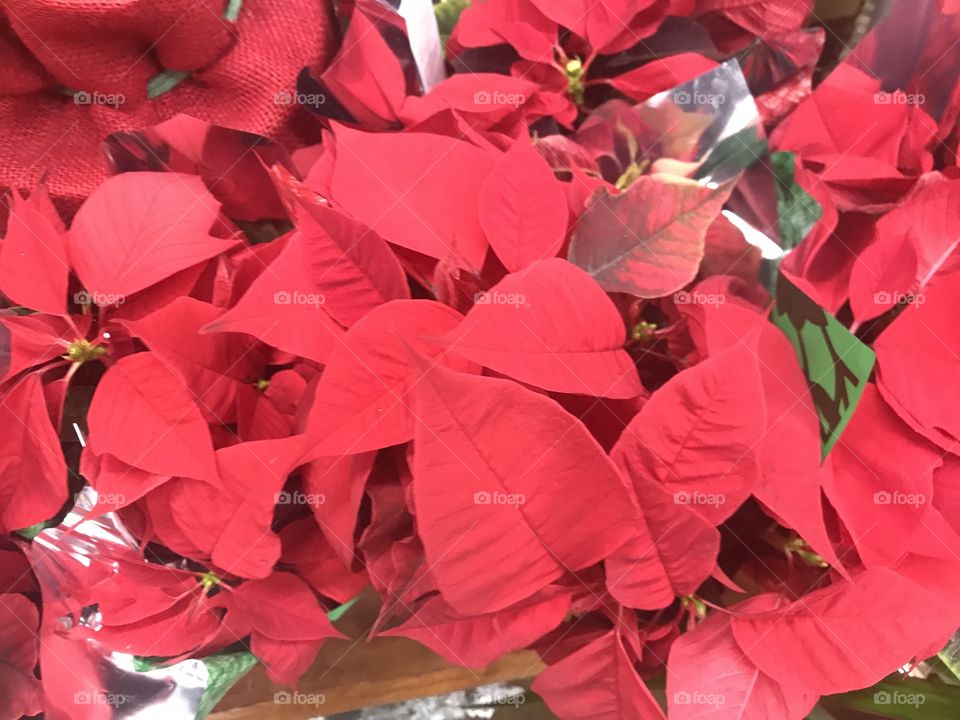 An up close picture of beautiful queen city is growing into four parts on display getting ready for the holiday season. Christmas flowers and decorations.
