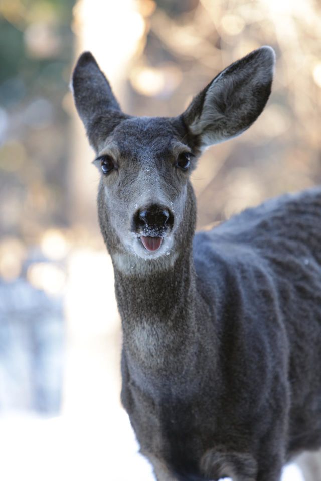 Peaches the deer sticking her tongue out at camera