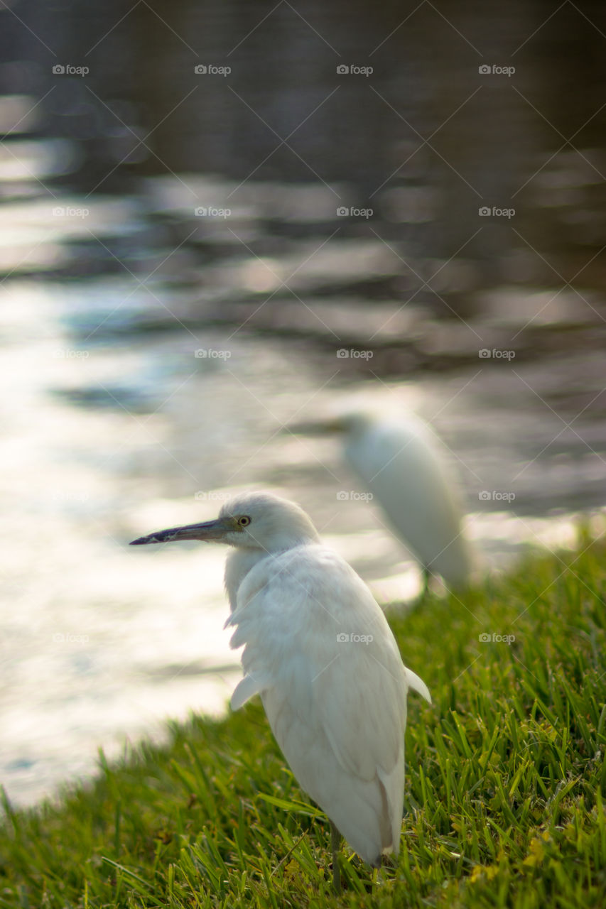 White crane on grass near the lake