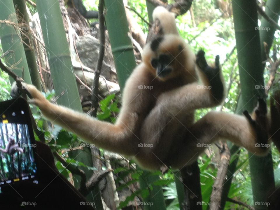 Monkey, Primate, Jungle, Rainforest, Sumatra