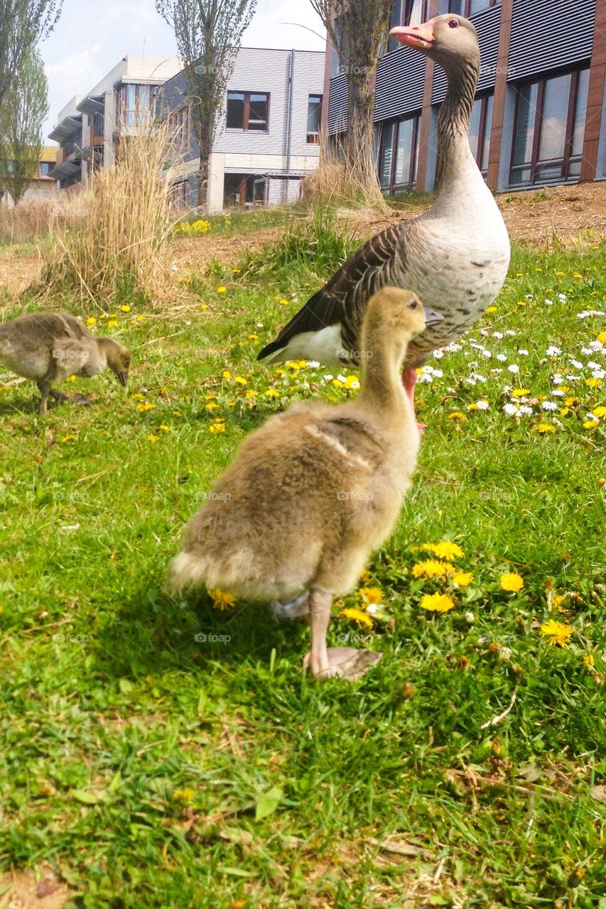 Baby and mom goose