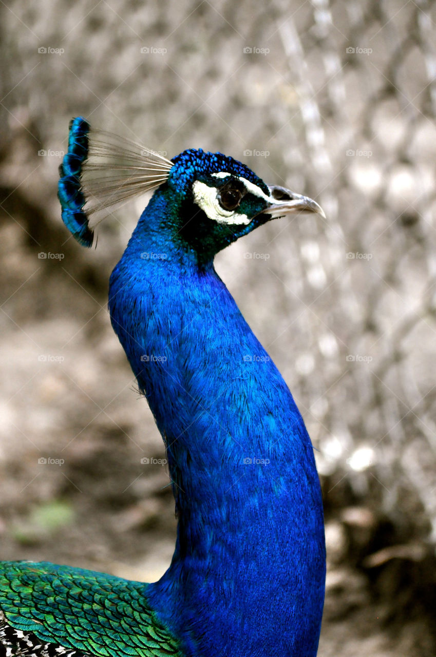 peacock