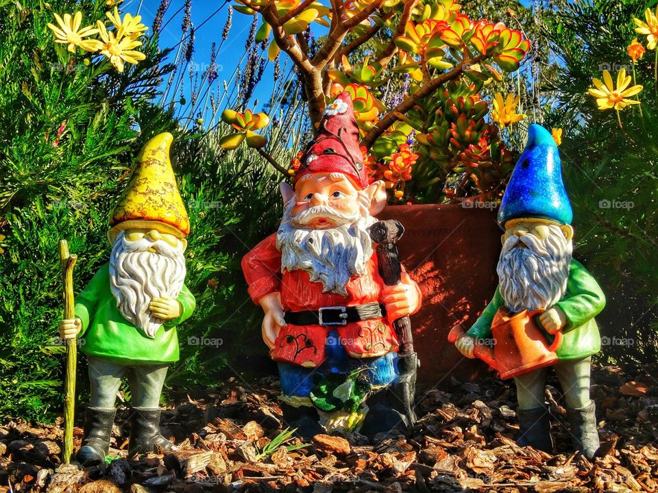 Colorful garden gnomes