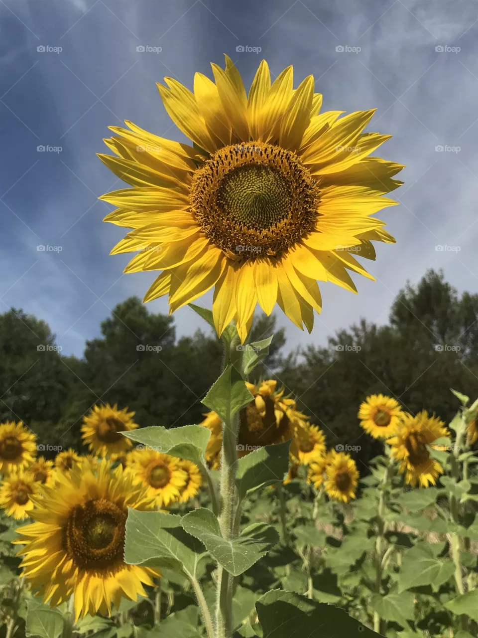 Rising above the sunflower field