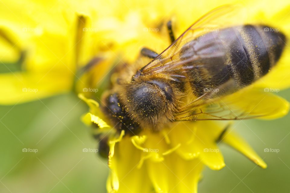 High angle view of bee on flower