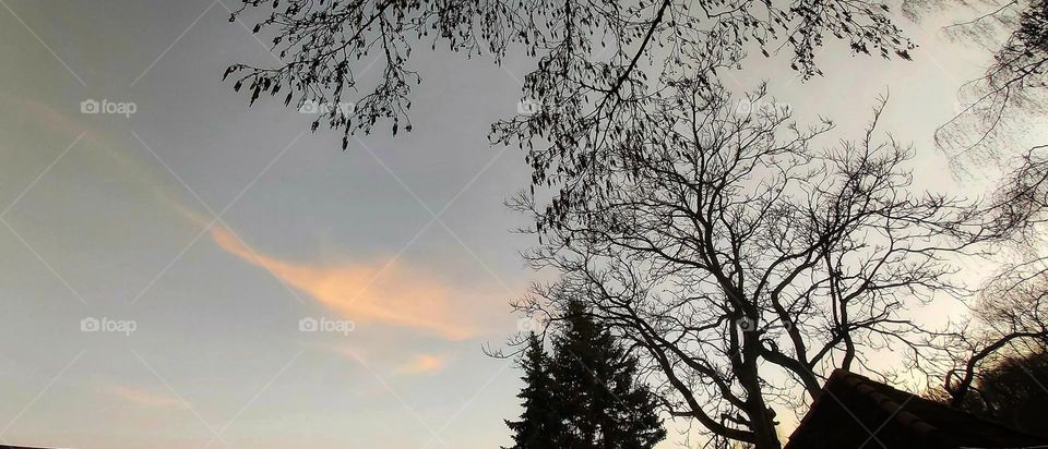 sky and trees.