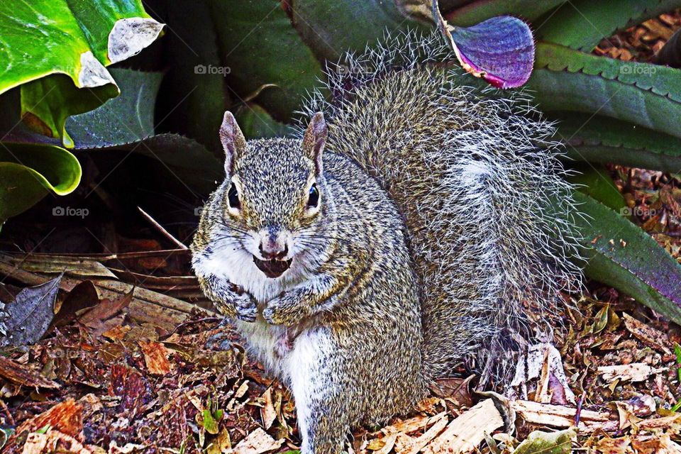 Squirrel with nut