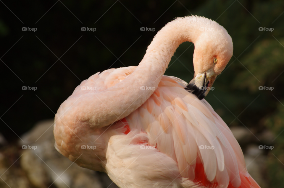 Bird, Nature, No Person, Wildlife, Flamingo