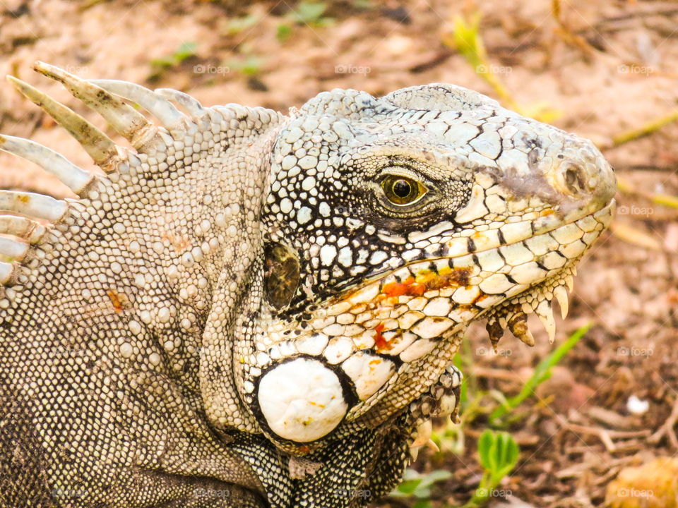 Iguana