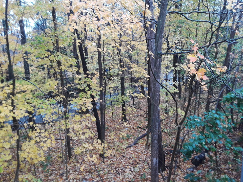 Autumn in Vermont,creek side