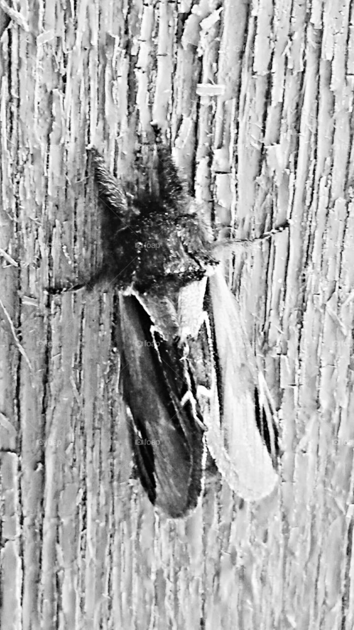 Bug in Black and White