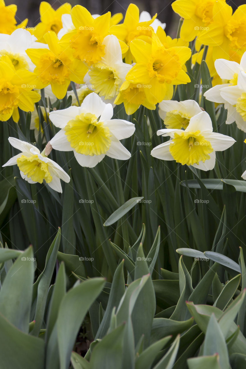 Daffodil flowers blooming in spring
