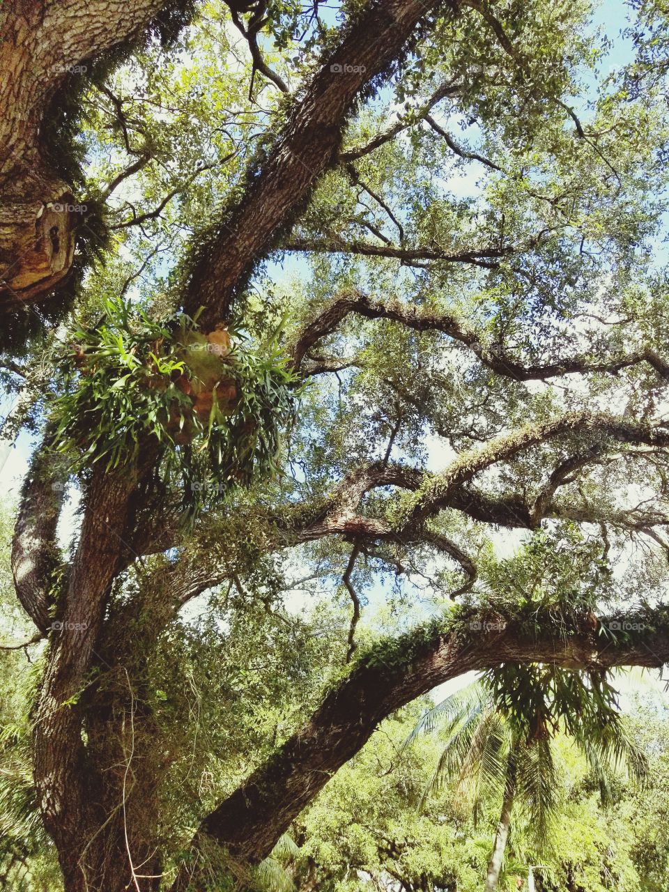 close up of tree