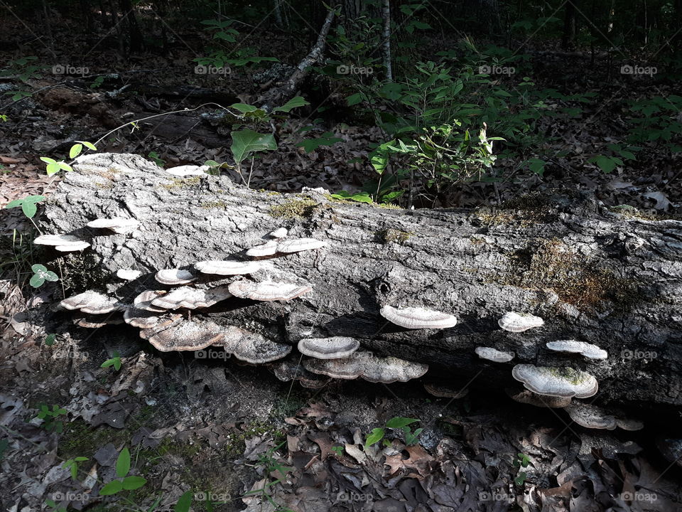 Wild mushrooms growing on old log in the woods