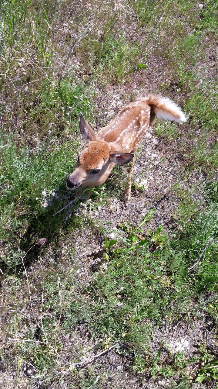 Bambi visits