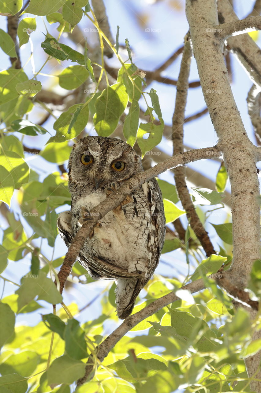 Cute African Scops Owl glaring down from its day roost