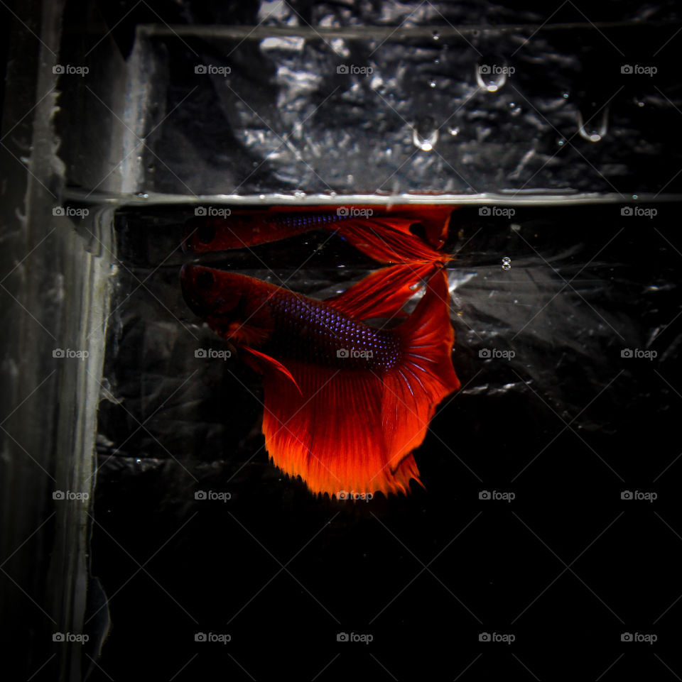 betta fish