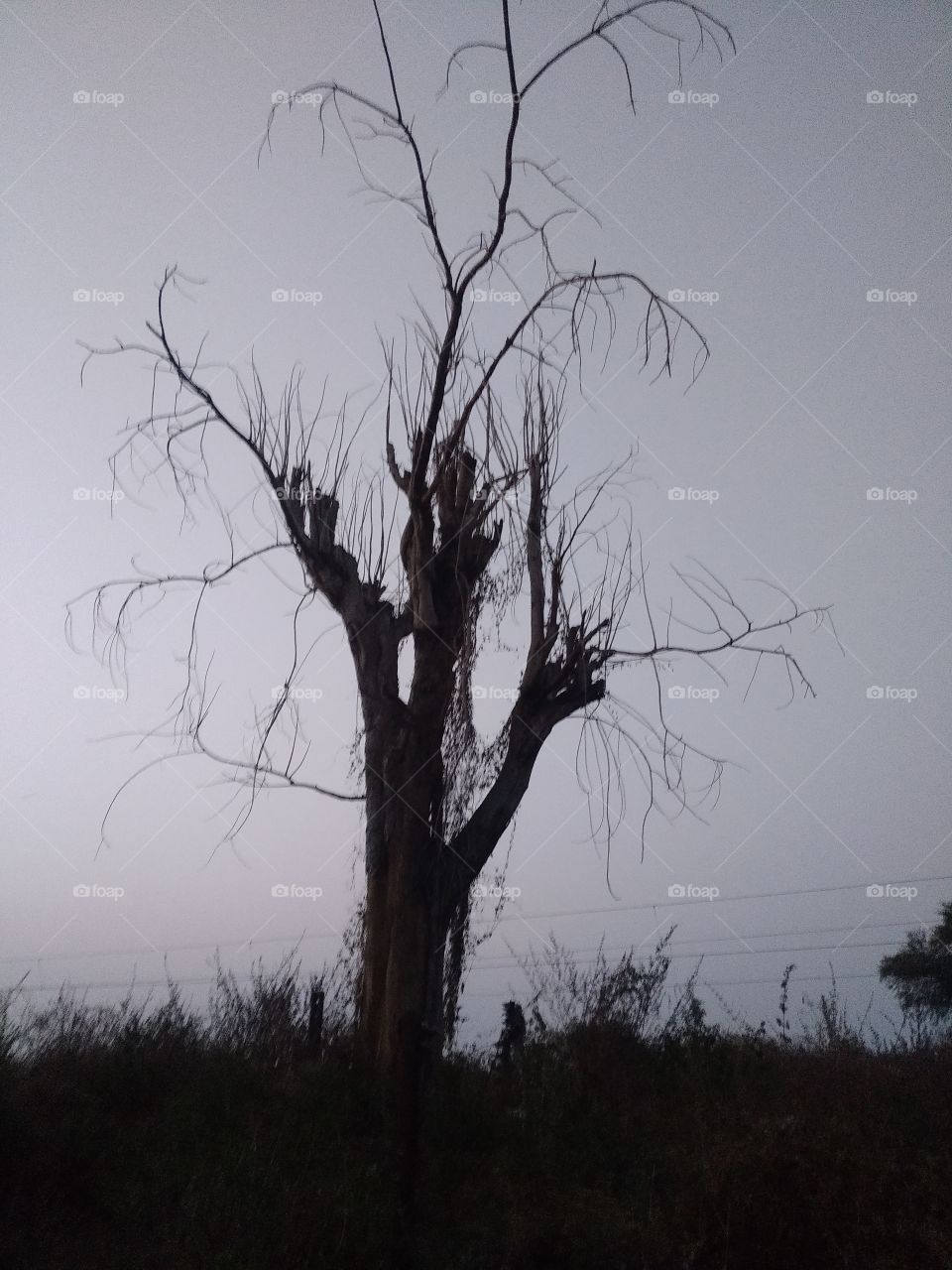 this tree i found in abandon railway workshop. its look very horrible like a ghost tree