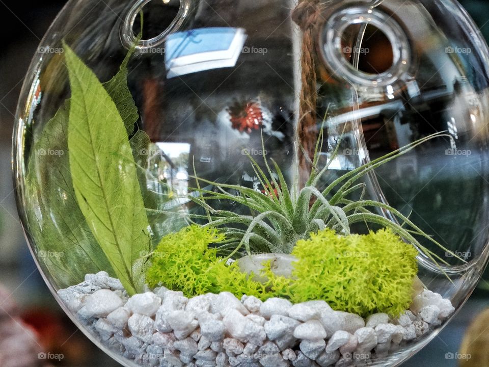 Hanging Glass Terrarium 