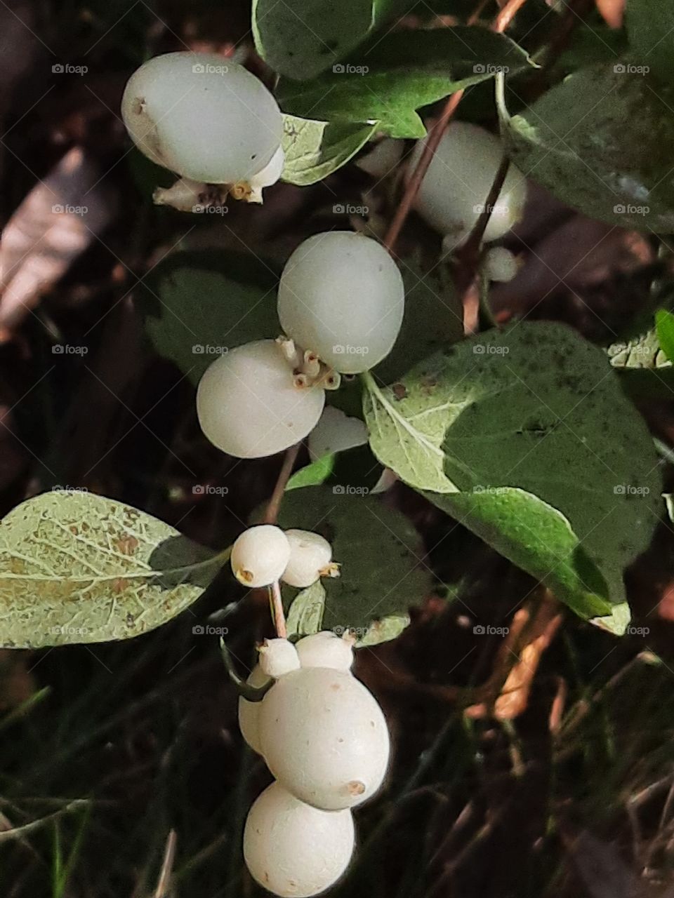 white berries  of snowball in sunshine