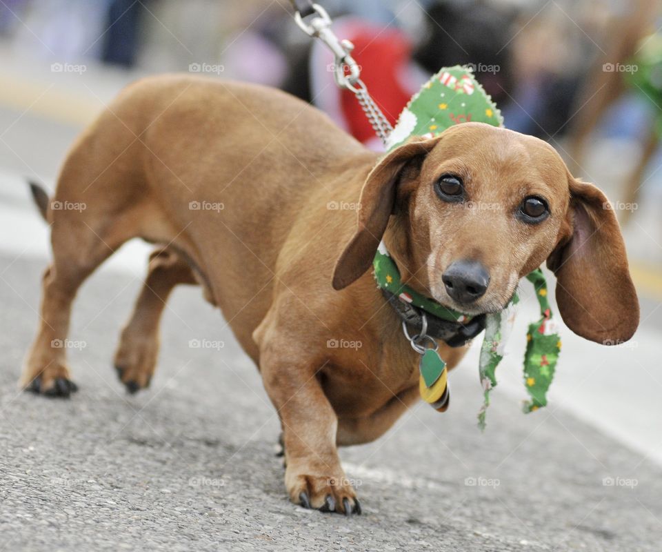 Weiner dog parade of dogs