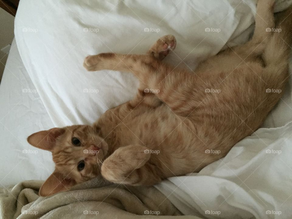 Kitten happy in sheets