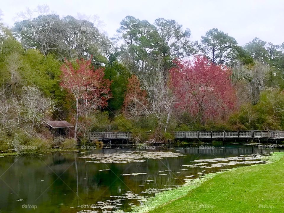 Bridge over pond