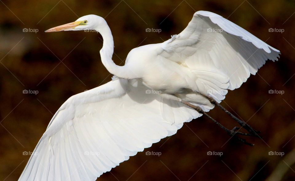 Great Egret in Flight