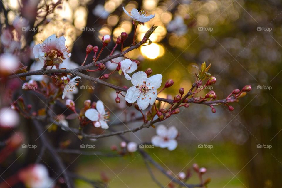 Cherry Blossom