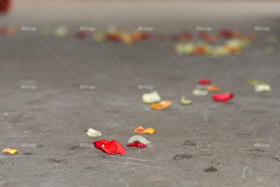 Rose Petals on the wind 