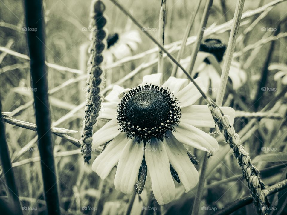 Black eyed Susan in Black and White