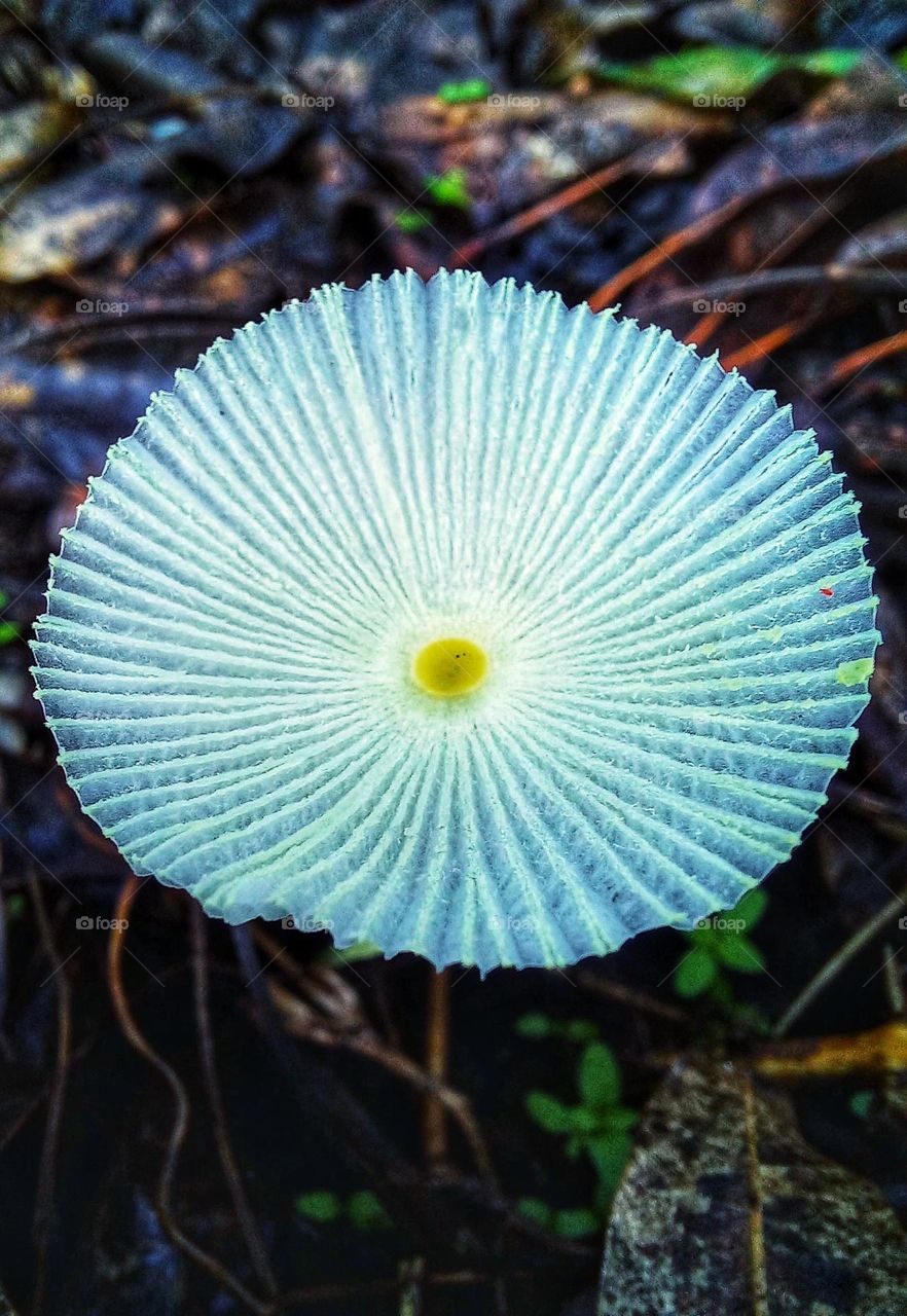 Fragile mushroom pictured from above