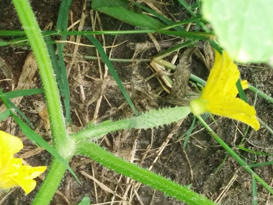 cucumber forming on the vine