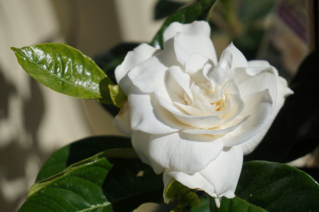 Gardenia flower blooming on plant
