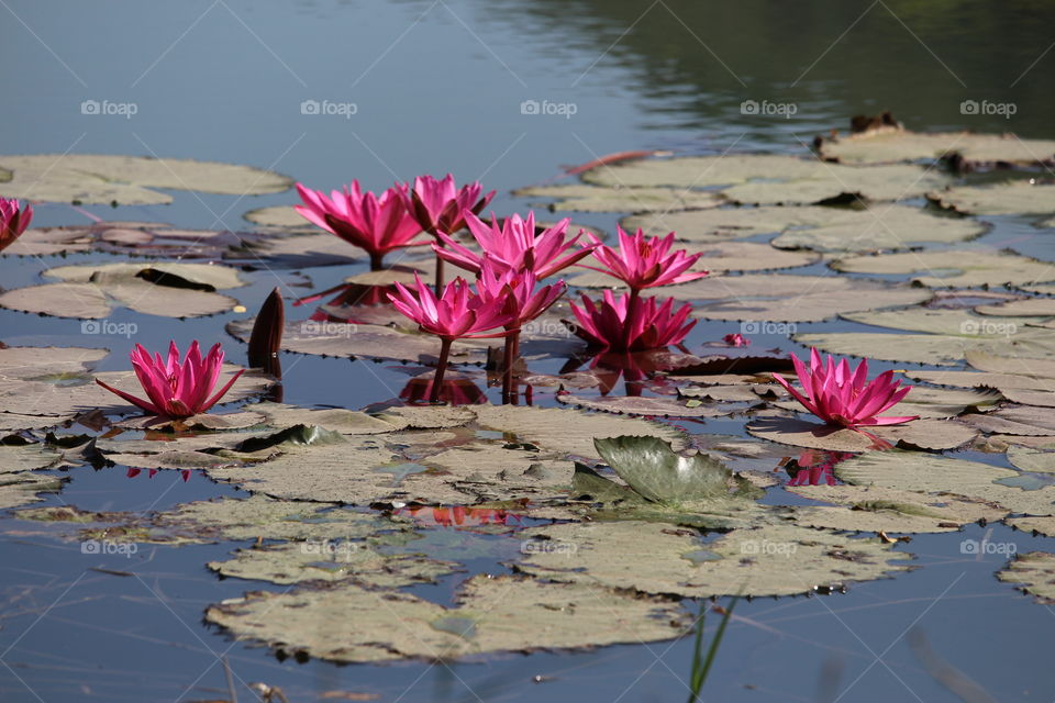 Pink Water Lilies in pond - Laos - 2016