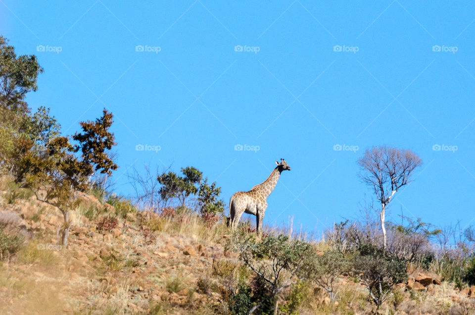 Giraffe on a hillside