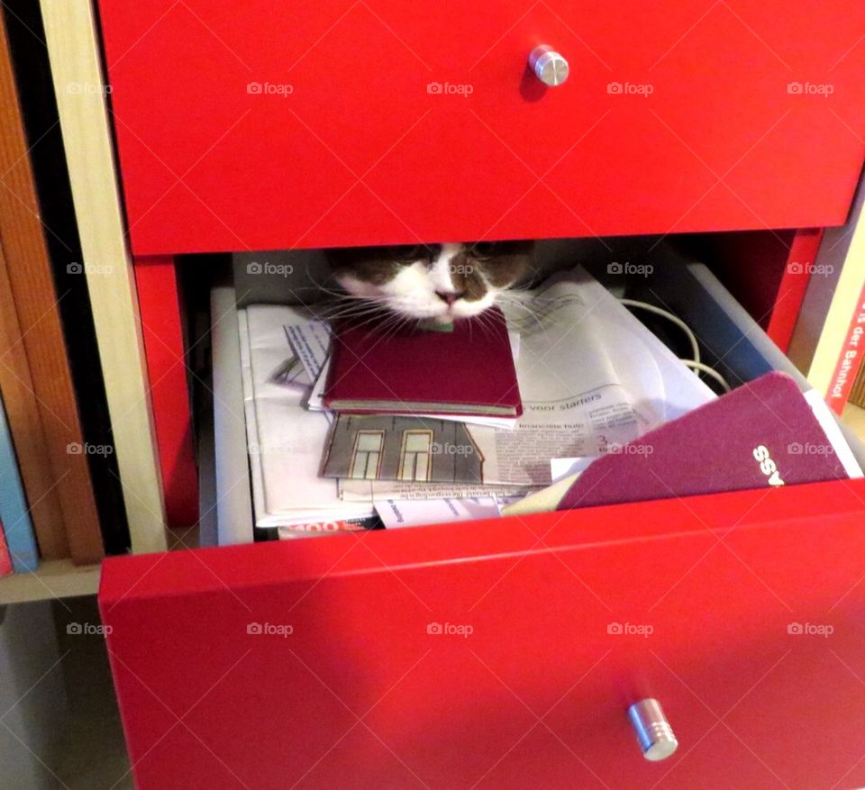 Cat hiding in a drawer