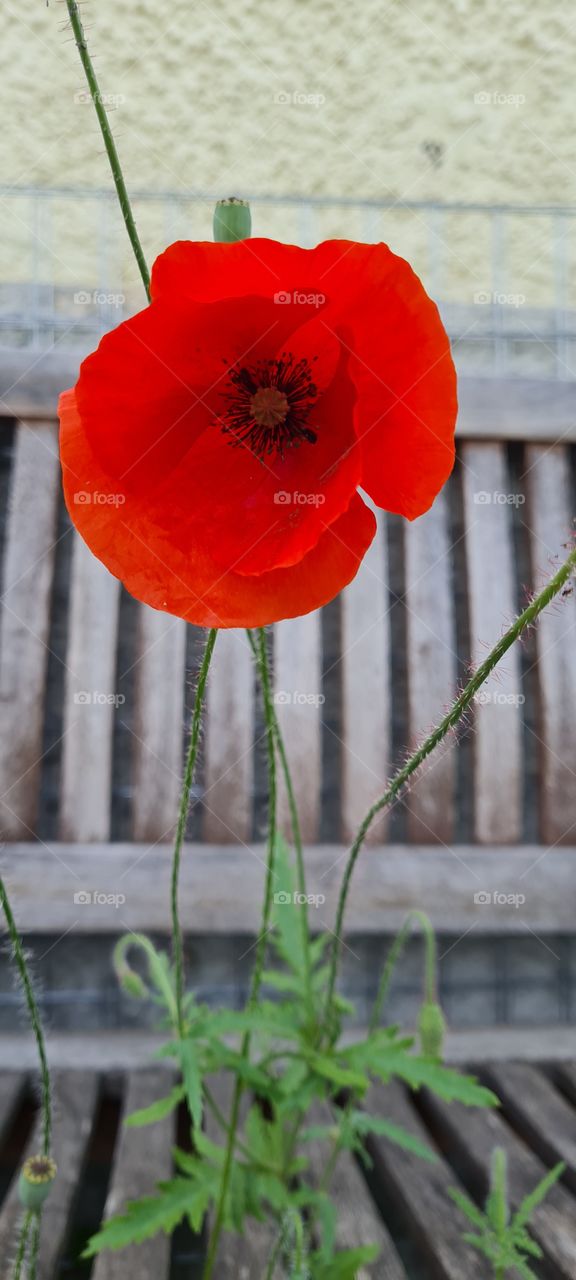 poppies