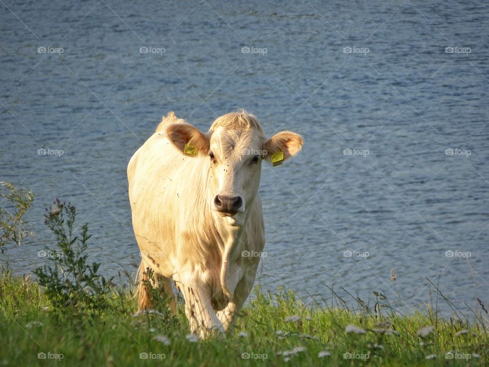 Cow portrait