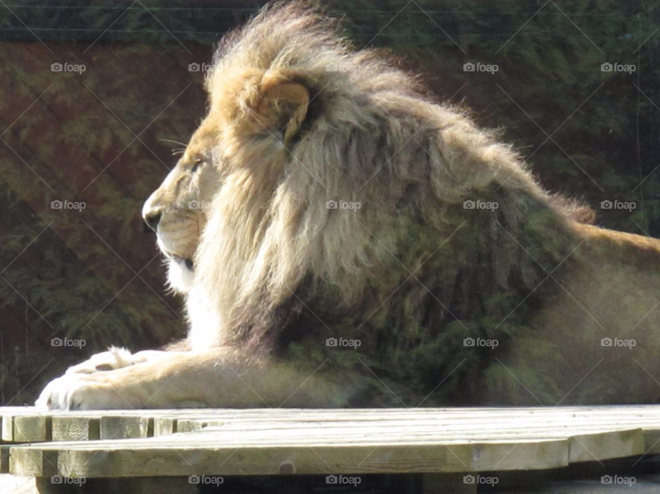 lion mane king of beasts by stuarto