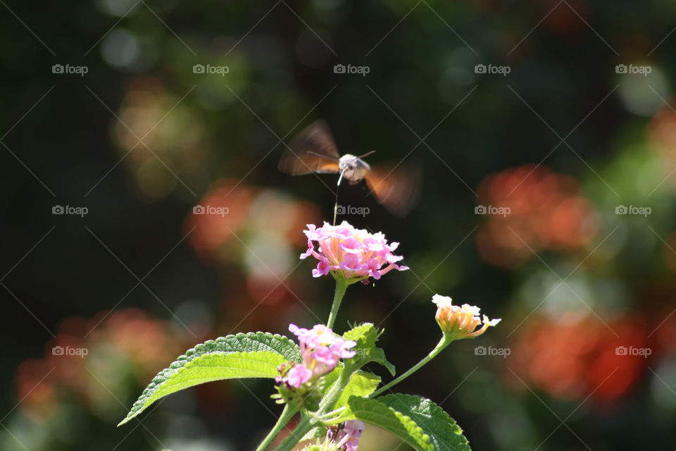 nature pink flower fly by fuinha