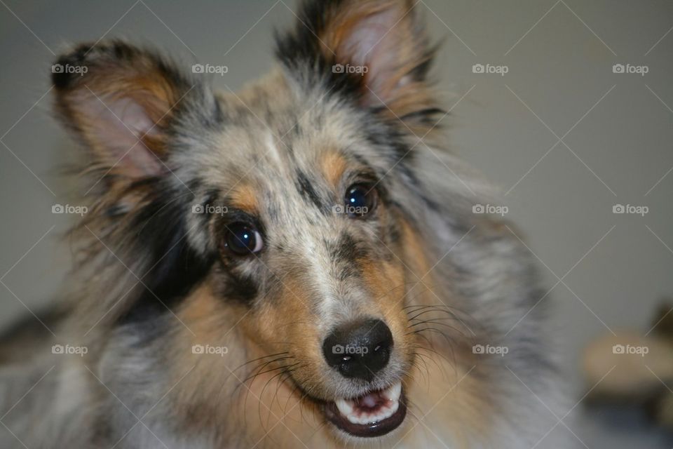Happy Sheltie Puppy