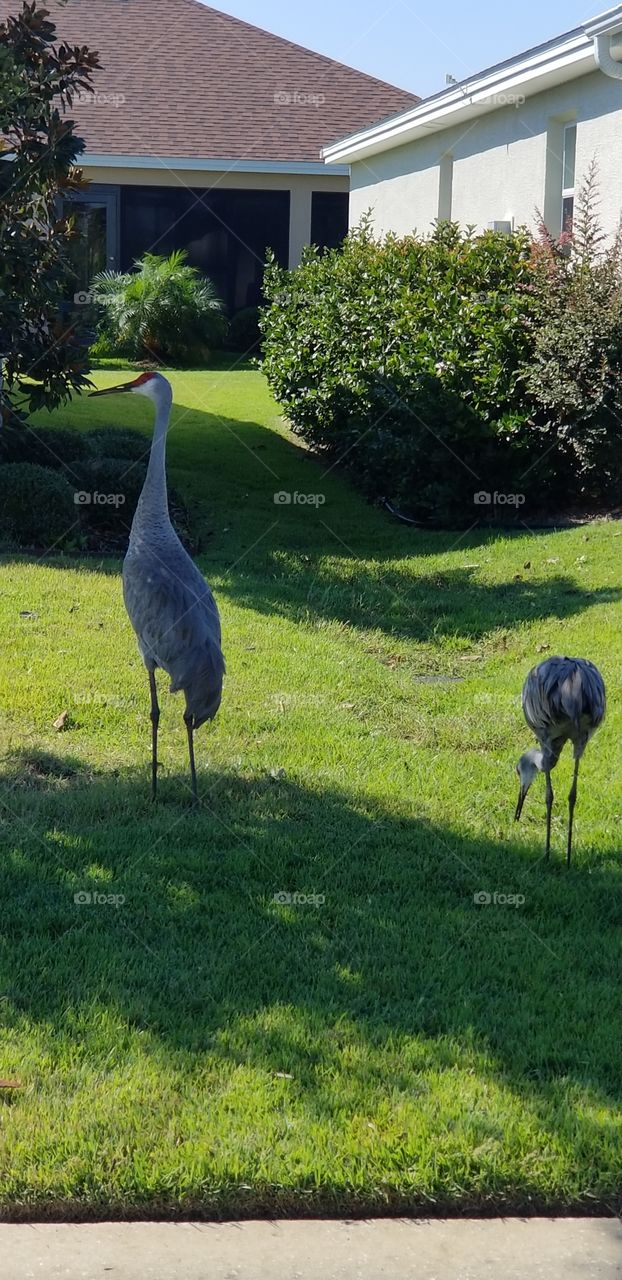 Some sand cranes walking by in the villages Florida
