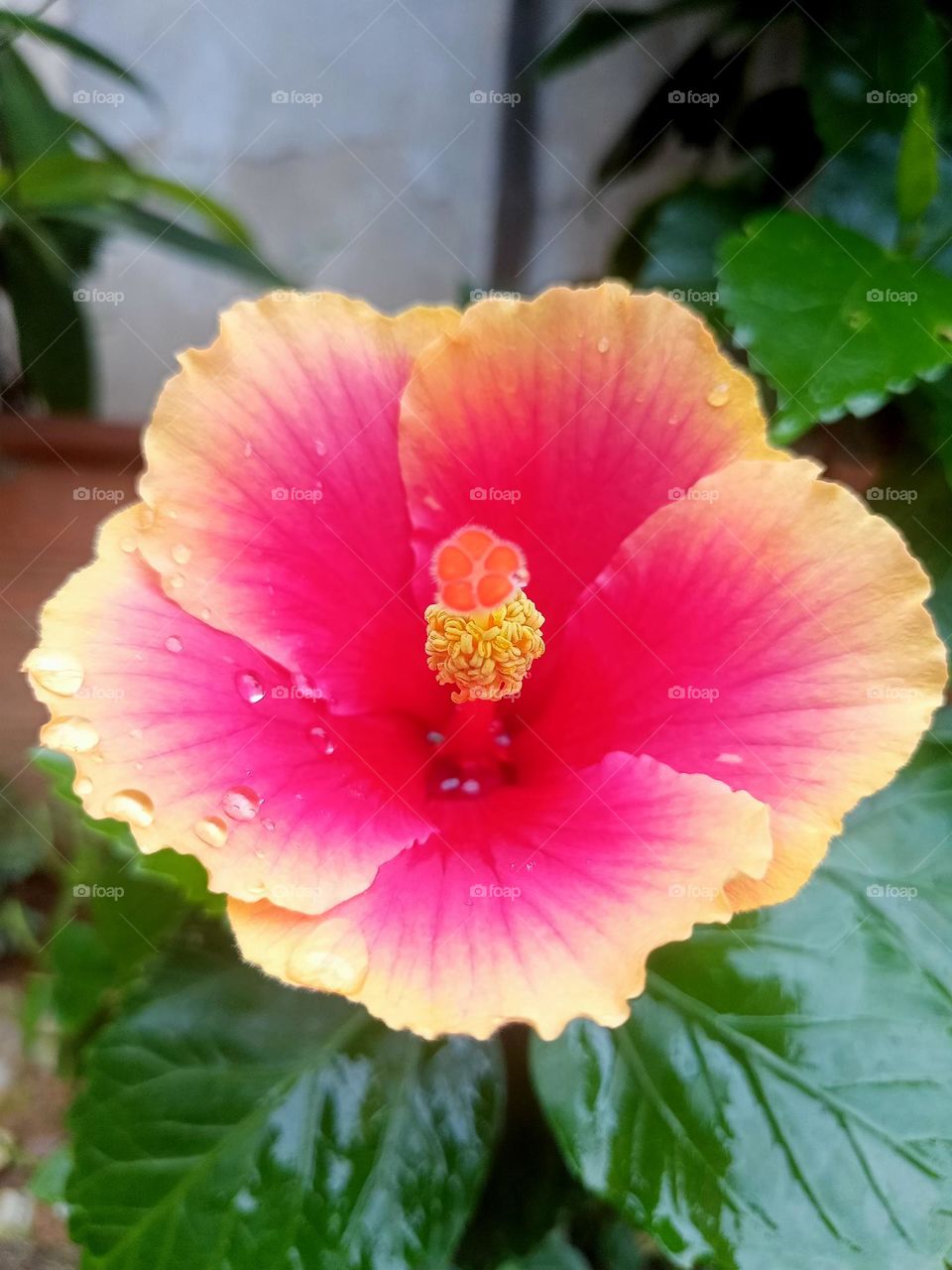 Hibiscus