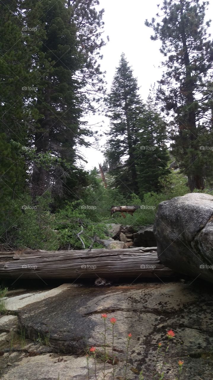 fallen log in forest