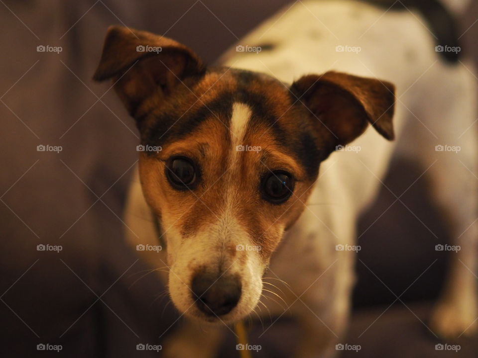 Close Up Jack Russell Dog