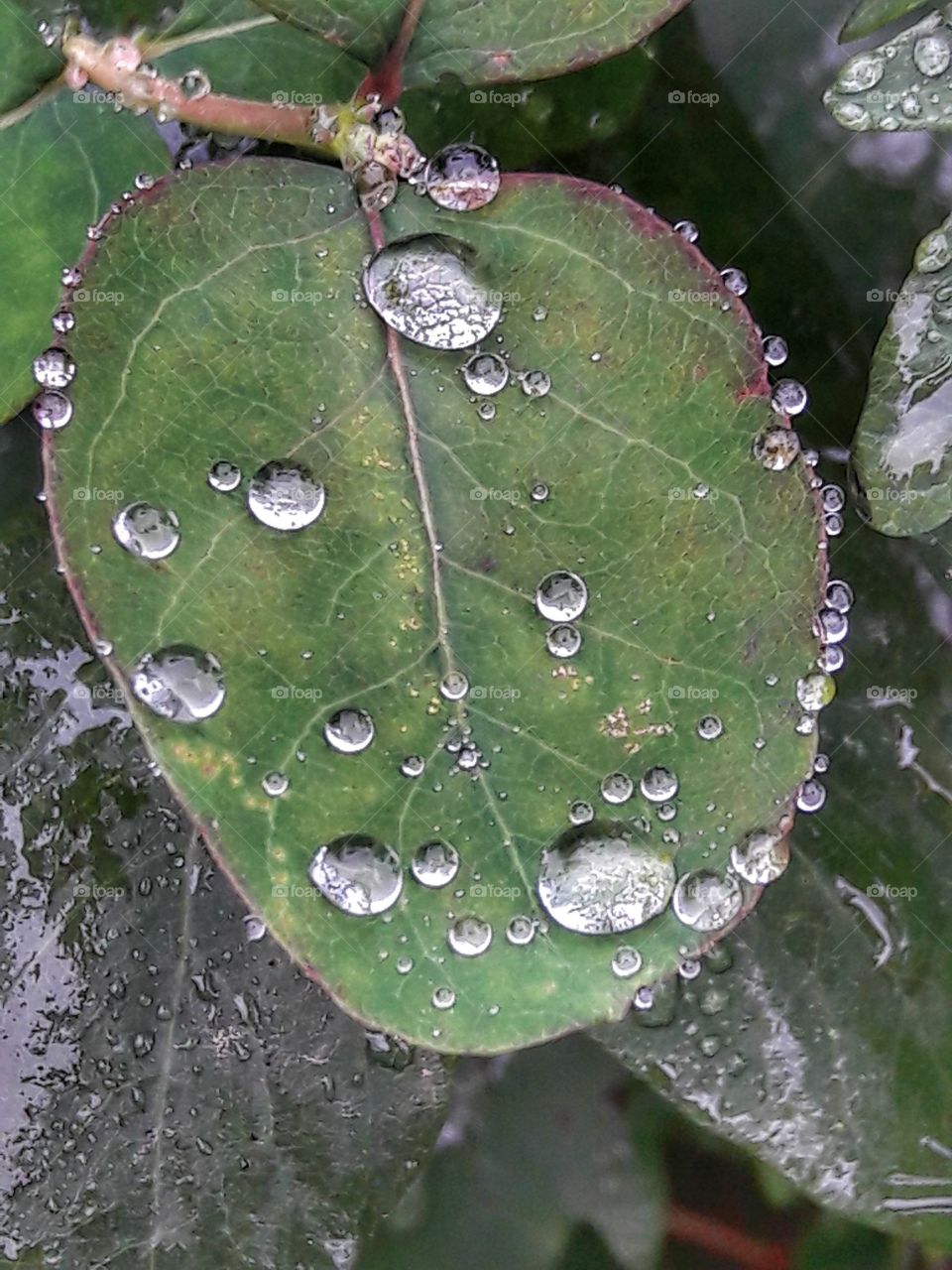 autumn rain reflection